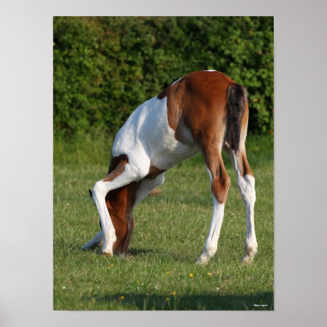 Bob Langrish | Irish Sport Horse Foal Grazing Poster (Framsidan)