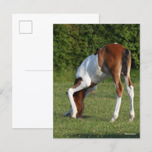 Bob Langrish Irish Sport Horse Foal Grazing Vykort