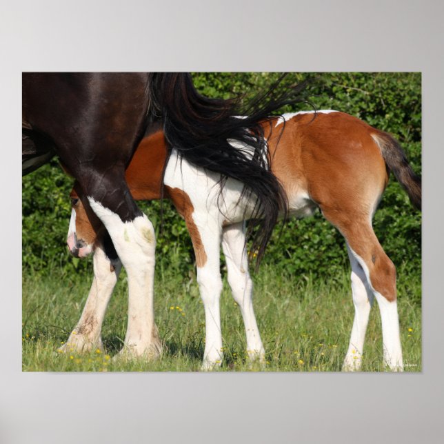 Bob Langrish | Irish Sport Horse Foal Hiding Poster (Framsidan)