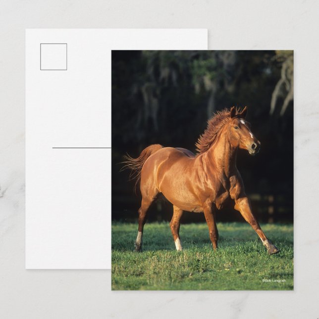 Bob Langrish | Kastanjemord som körs Vykort (Fram/baksida)