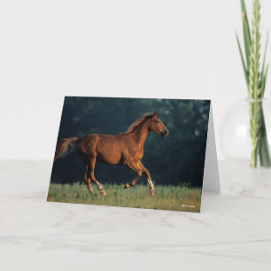 Bob Langrish Kestnut Warmblods Running Kort