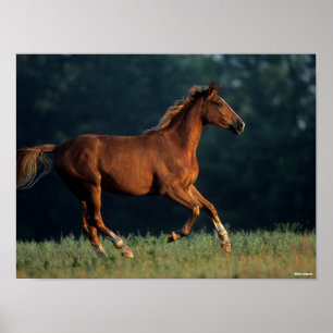 Bob Langrish Kestnut Warmblods Running Poster