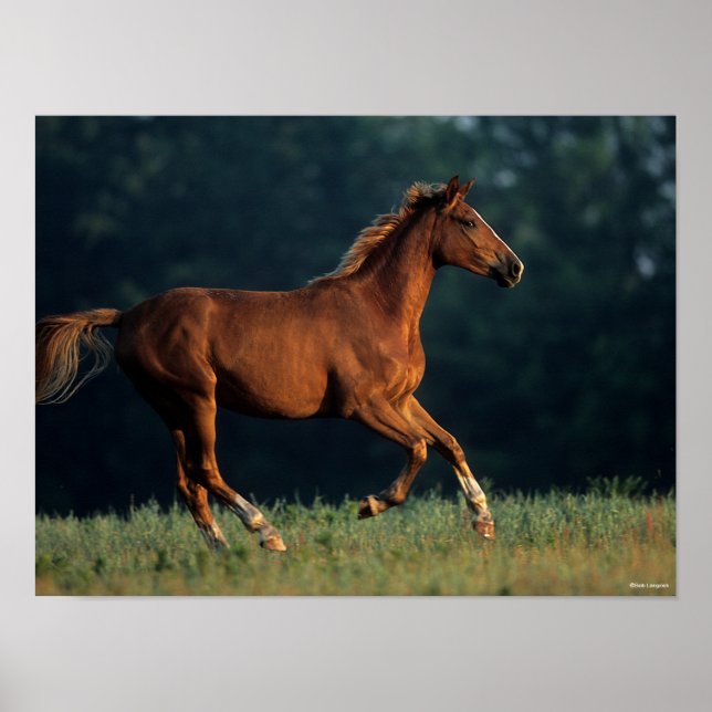 Bob Langrish | Kestnut Warmblods Running Poster (Framsidan)
