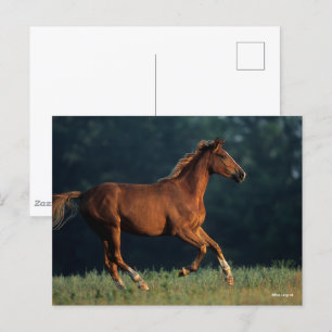 Bob Langrish Kestnut Warmblods Running Vykort