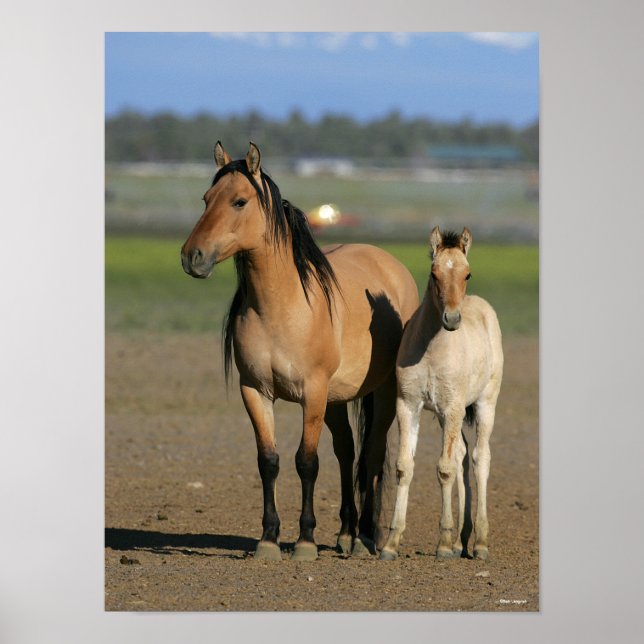 Bob Langrish Kiger Mustang Mare and Foal Standing Poster (Framsidan)