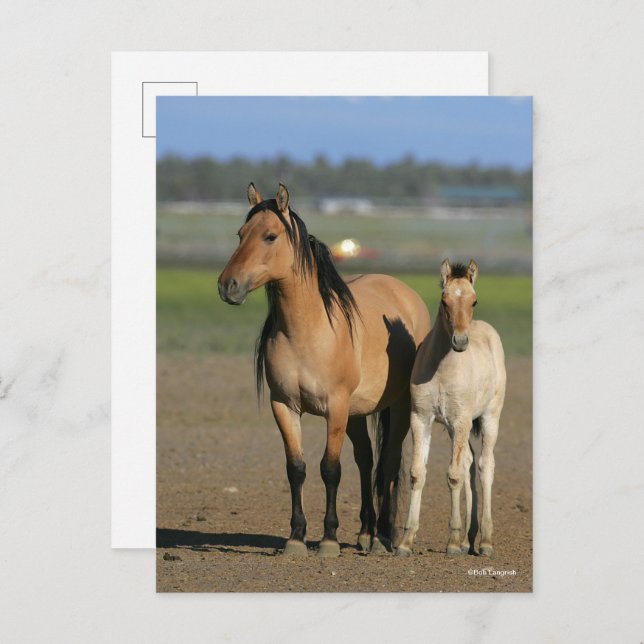 Bob Langrish Kiger Mustang Mare and Foal Standing Vykort (Fram/baksida)