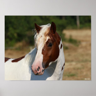 Bob Langrish   Korpringefära Stallion Headshot Poster