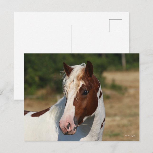 Bob Langrish | Korpringefära Stallion Headshot Vykort (Fram/baksida)