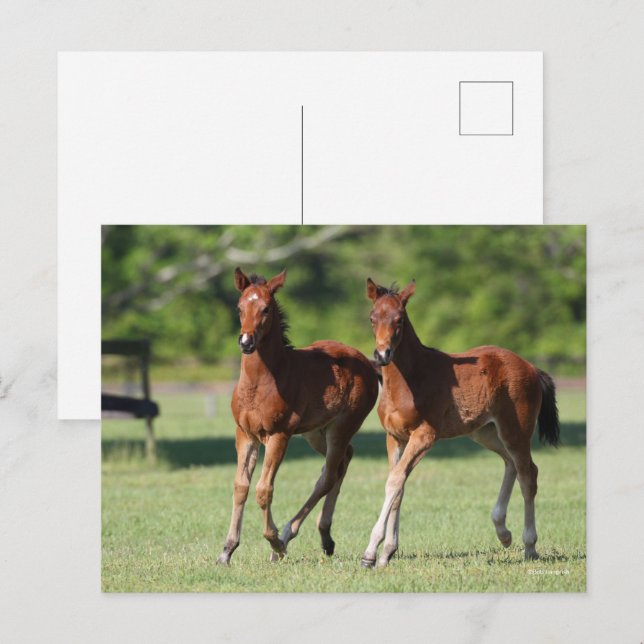 Bob Langrish | Kvartära hästfogar tillsammans Vykort (Fram/baksida)