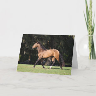 Bob Langrish Light Bay Lusitano Running Kort