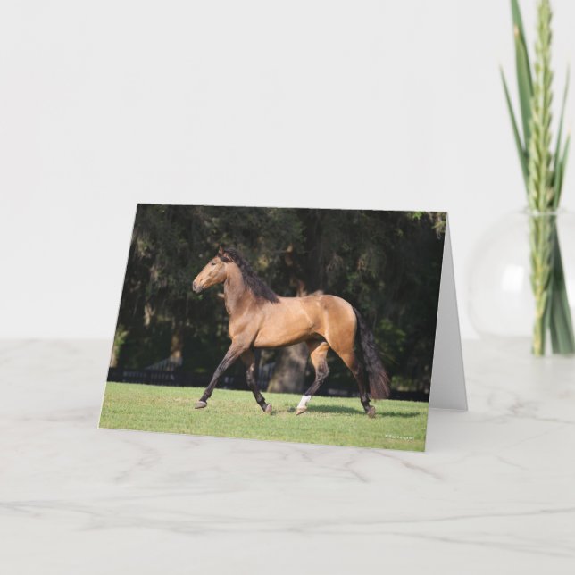 Bob Langrish | Light Bay Lusitano Running Kort (Framsida)