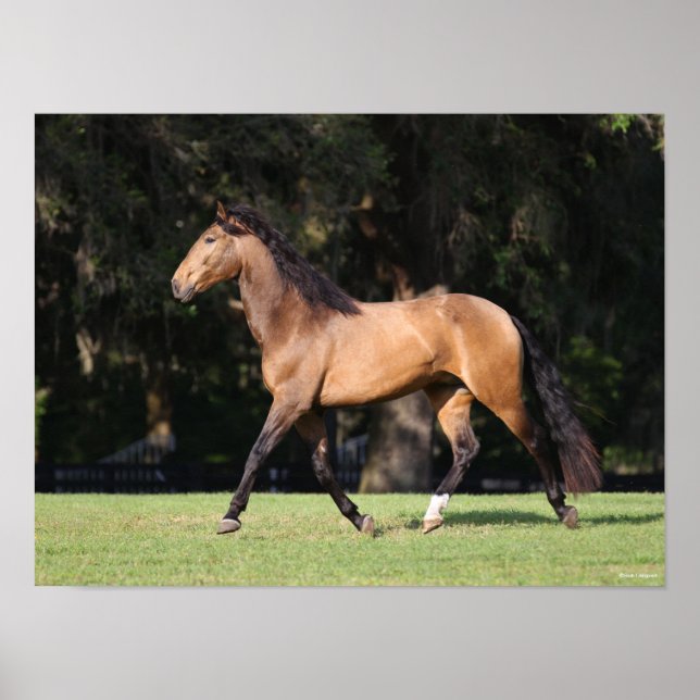 Bob Langrish | Light Bay Lusitano Running Poster (Framsidan)