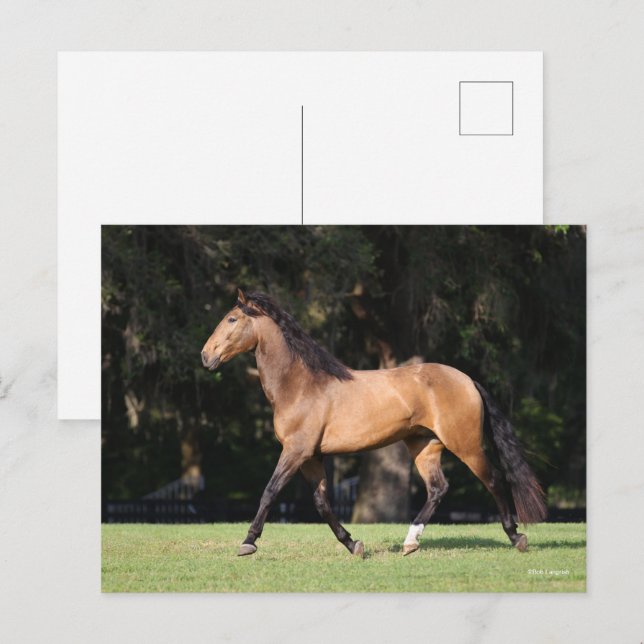 Bob Langrish | Light Bay Lusitano Running Vykort (Fram/baksida)