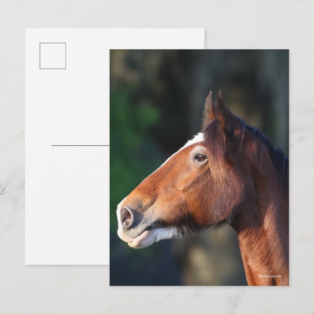 Bob Langrish | Ljudskott från Clydesdale Vykort (Fram/baksida)