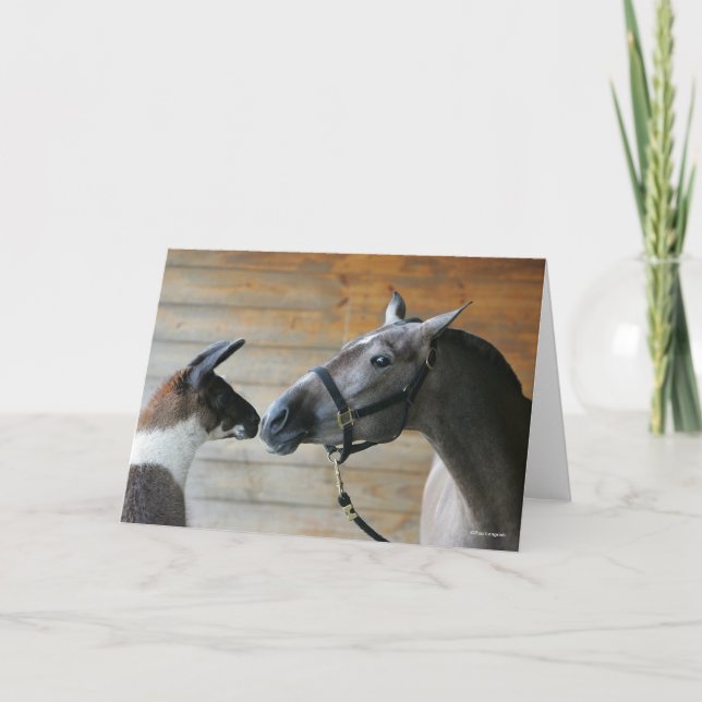 Bob Langrish Llama och Andalusien Meeting Headshot Kort (Framsida)