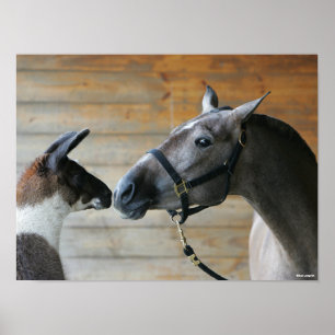 Bob Langrish Llama och Andalusien Meeting Headshot Poster