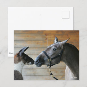 Bob Langrish Llama och Andalusien Meeting Headshot Vykort