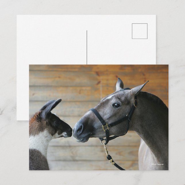 Bob Langrish Llama och Andalusien Meeting Headshot Vykort (Fram/baksida)