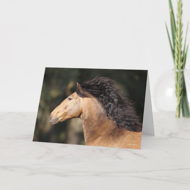 Bob Langrish | Lusitano Headshot Mane Flowing Kort (Framsida)