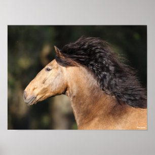 Bob Langrish Lusitano Headshot Mane Flowing Poster