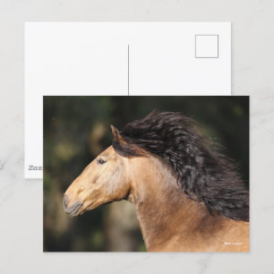 Bob Langrish Lusitano Headshot Mane Flowing Vykort
