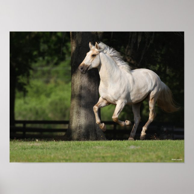 Bob Langrish | Lusitano Horse Running Poster (Framsidan)