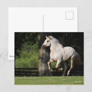 Bob Langrish Lusitano Horse Running Vykort