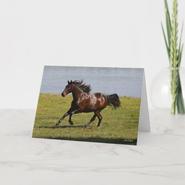 Bob Langrish | Lusitano Mare i närheten av Sjö Kort (Framsida)