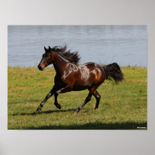 Bob Langrish   Lusitano Mare i närheten av Sjö Poster