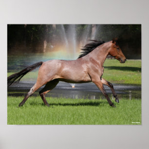 Bob Langrish   Mangalarga Horse Running Rainbow Poster