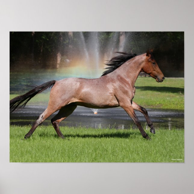 Bob Langrish | Mangalarga Horse Running Rainbow Poster (Framsidan)