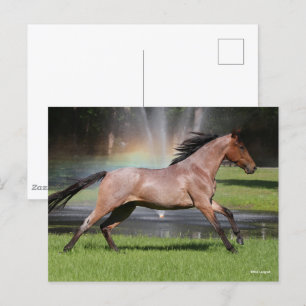 Bob Langrish Mangalarga Horse Running Rainbow Vykort