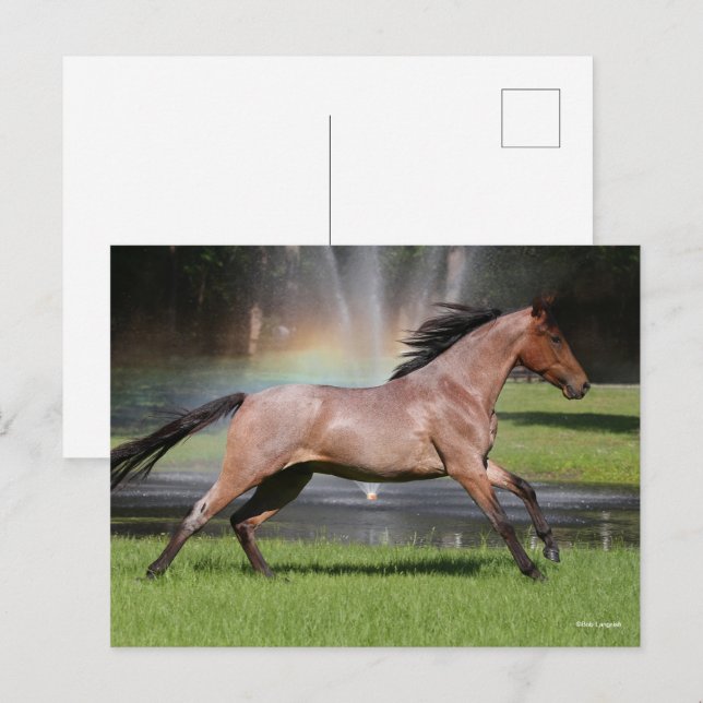 Bob Langrish | Mangalarga Horse Running Rainbow Vykort (Fram/baksida)