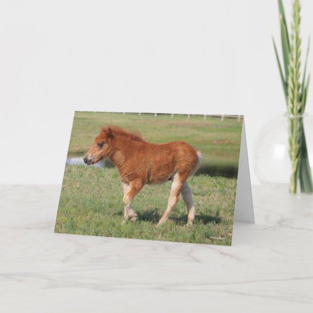 Bob Langrish | Miniature Foal Walking Kort (Framsida)