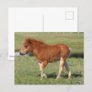 Bob Langrish Miniature Foal Walking Vykort