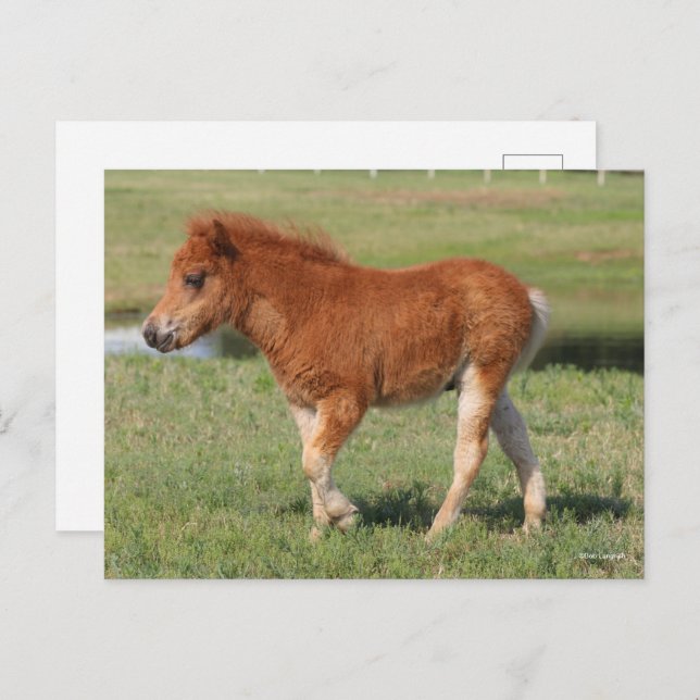 Bob Langrish | Miniature Foal Walking Vykort (Fram/baksida)