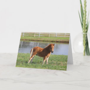 Bob Langrish Miniature Pony Foal Kort
