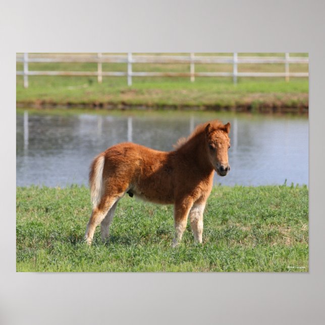 Bob Langrish | Miniature Pony Foal Poster (Framsidan)