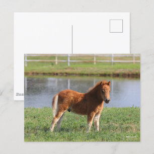 Bob Langrish Miniature Pony Foal Vykort