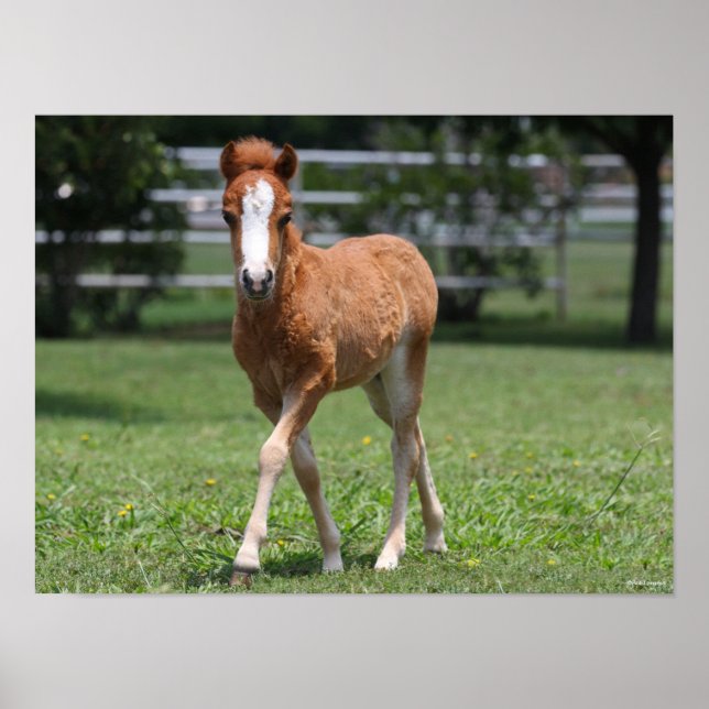 Bob Langrish | Miniature Pony Foal Walking Poster (Framsidan)