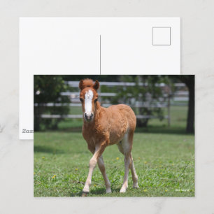 Bob Langrish Miniature Pony Foal Walking Vykort