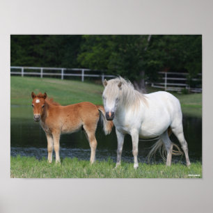 Bob Langrish Miniature Pony Mare and Foal Permanen Poster