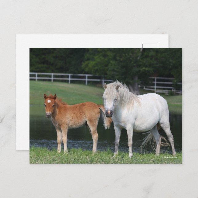 Bob Langrish Miniature Pony Mare and Foal Permanen Vykort (Fram/baksida)