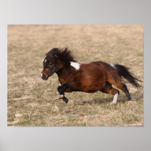 Bob Langrish Miniature Pony Running Fast Poster