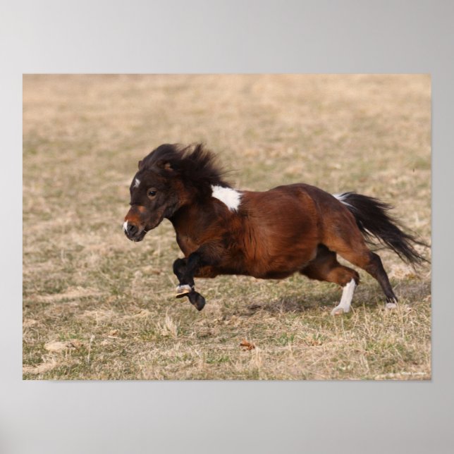 Bob Langrish | Miniature Pony Running Fast Poster (Framsidan)