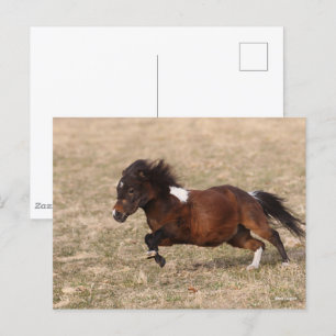Bob Langrish Miniature Pony Running Fast Vykort