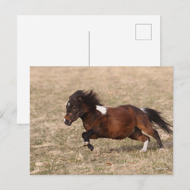 Bob Langrish | Miniature Pony Running Fast Vykort (Fram/baksida)