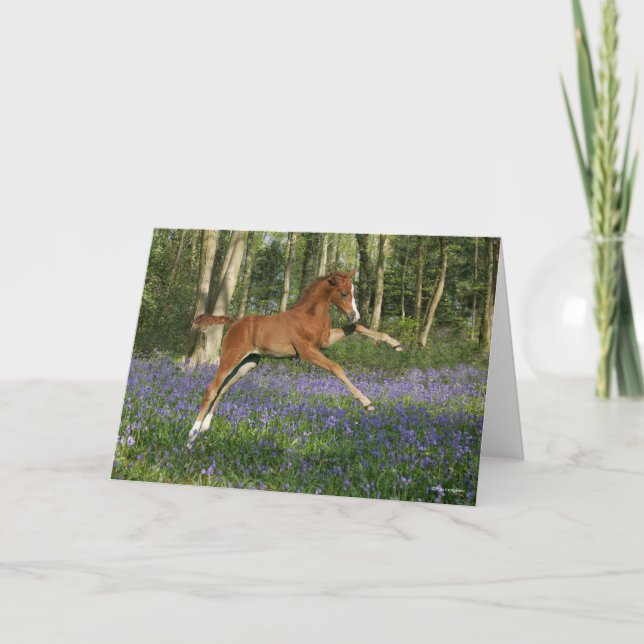 Bob Langrish | Morgan Foal Leaping With Bluebells Kort (Framsida)