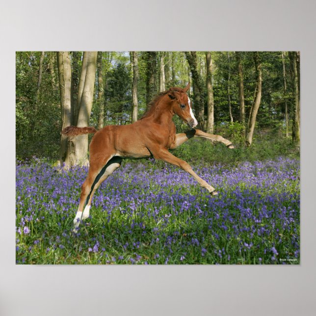 Bob Langrish | Morgan Foal Leaping with Bluebells Poster (Framsidan)