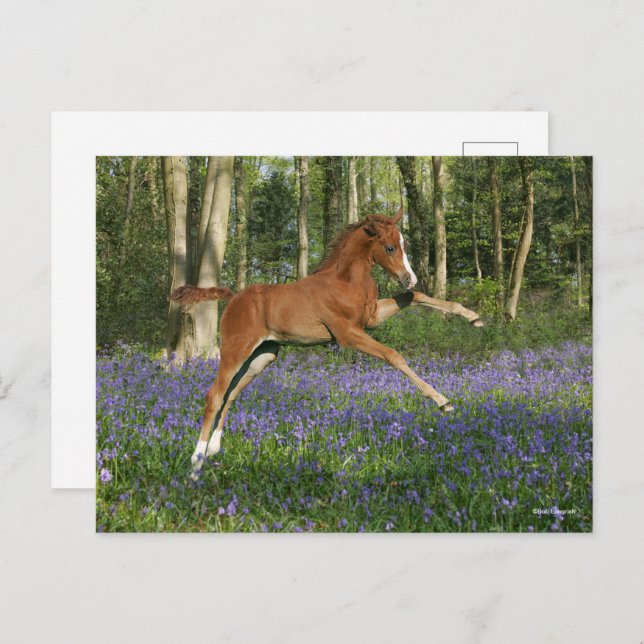 Bob Langrish | Morgan Foal Leaping With Bluebells Vykort (Fram/baksida)